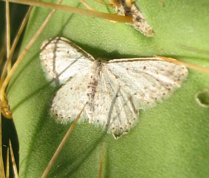 Geometridae: Idaea seriata